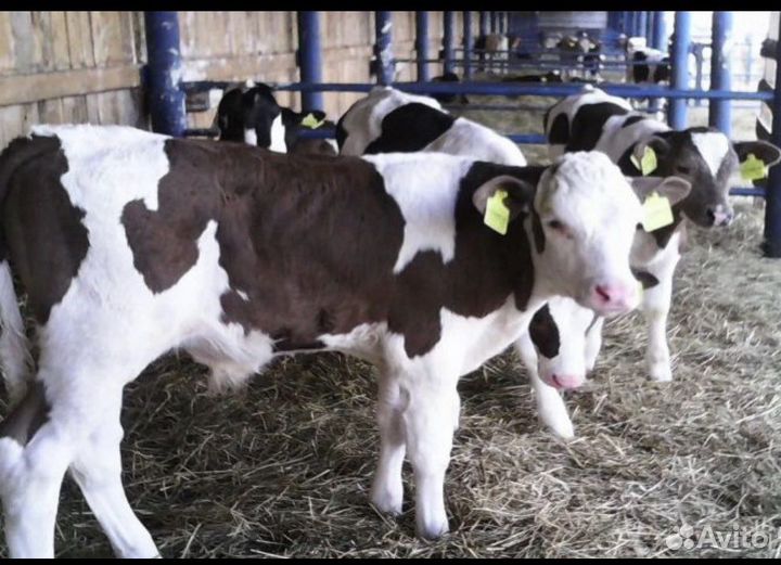 Бычки телята