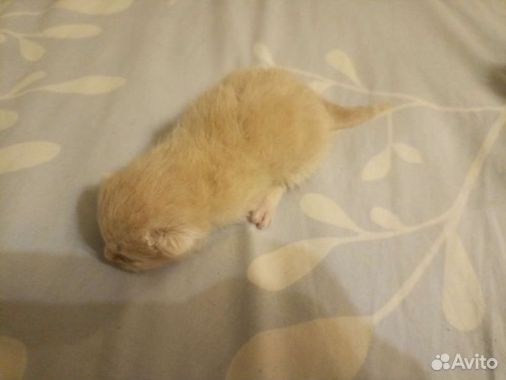 Котята в добрые руки бесплатно
