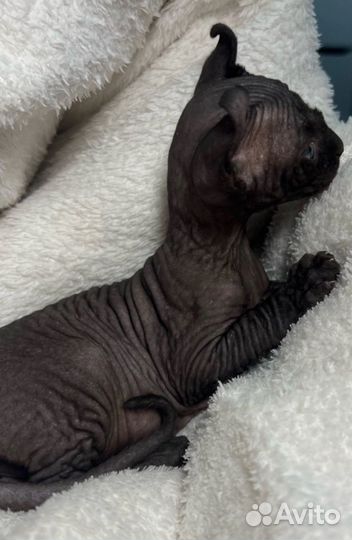 Канадский сфинкс-двэльф