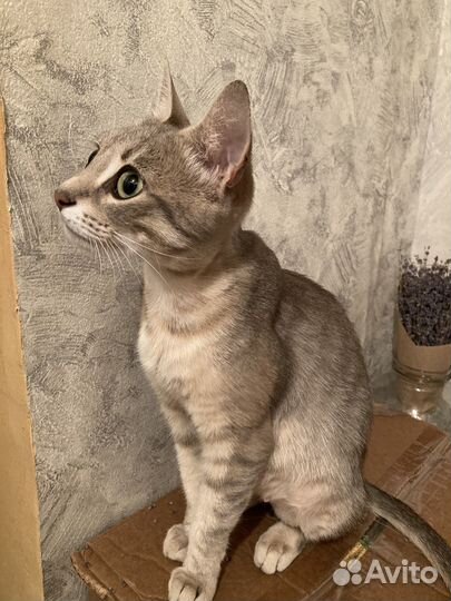 Кошка в дар