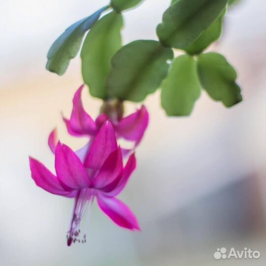 Сортовые декабристы