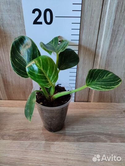 Филодендрон Спатифиллум Шизматоглоттис Монстера