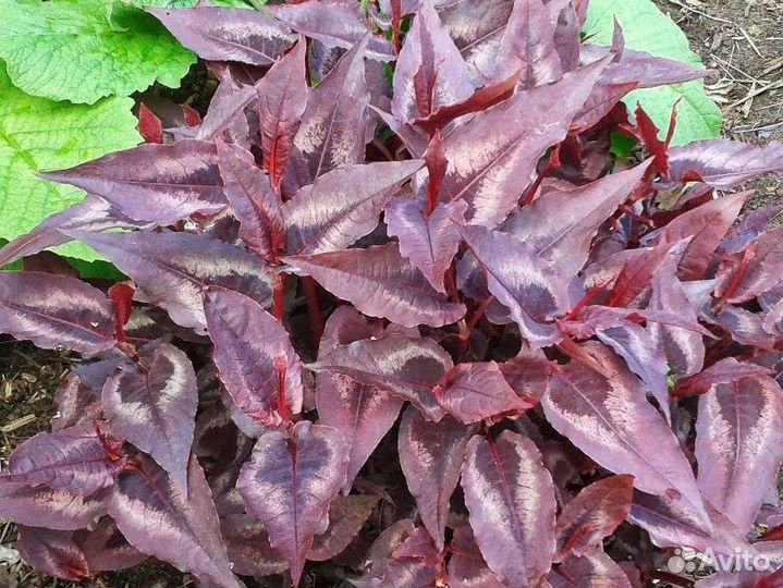 Горец красный дракон