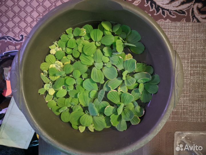 Пистия бесплатно