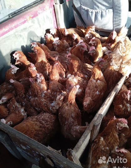 Куры несушки с доставкой на дом