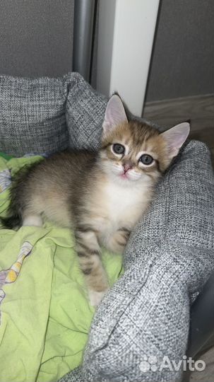 Отдам котят и кошку в добрые руки