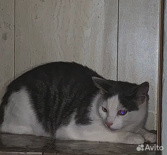 Котята 6 мес.ищут добрые ручки