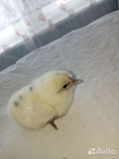 Цыплята суточные