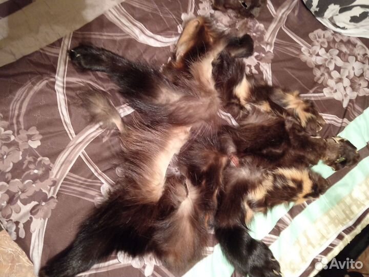 Куски шкуры росомахи