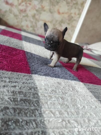 Щенок французского бульдога