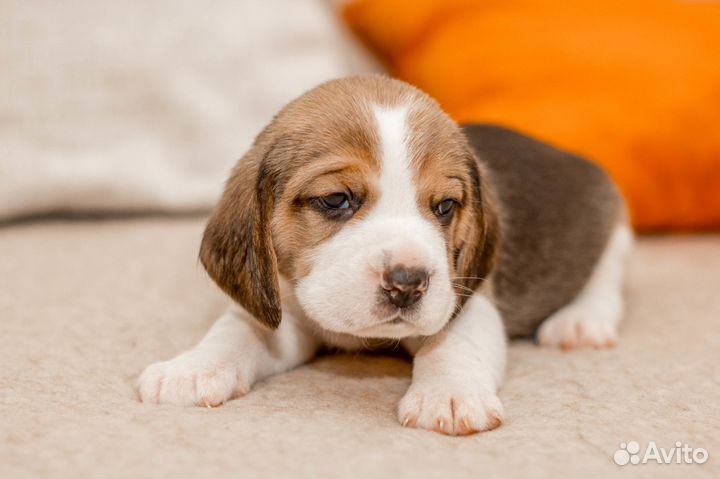 Щенки бигль из питомника