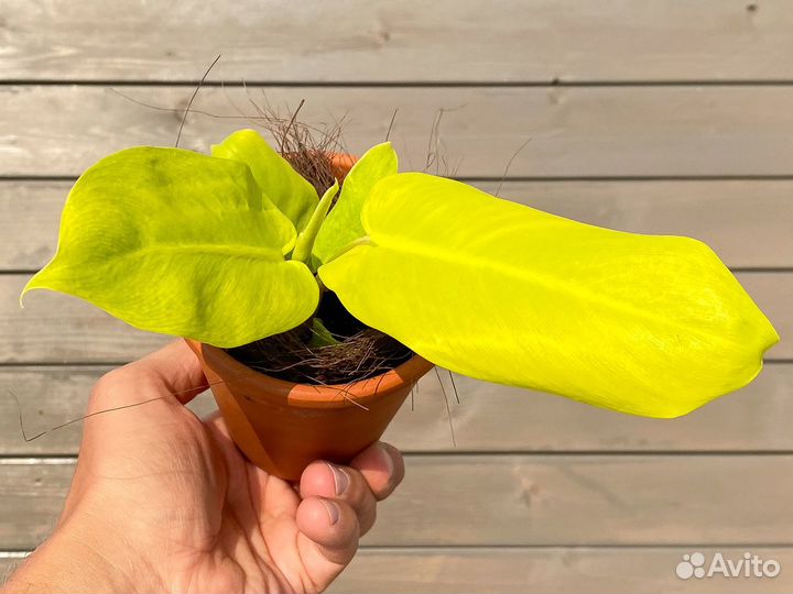 Филодендрон Малай Голд Philodendron Malay Gold