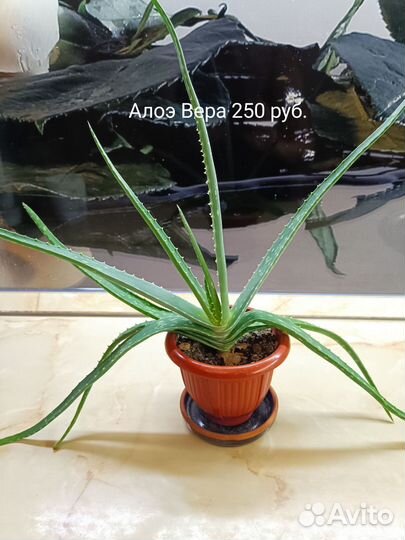 Хлорофитум бонни