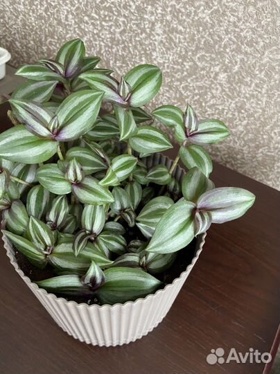 Полосатая фиолетовая традесканция