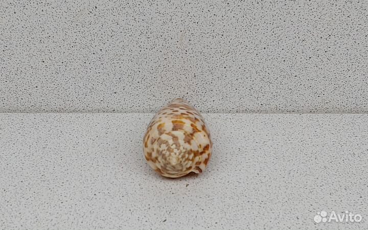 Конус Градатус 6,3 морская ракушка раковина