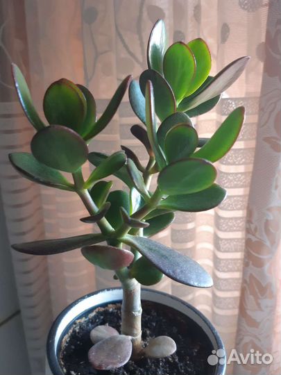 Денежное дерево