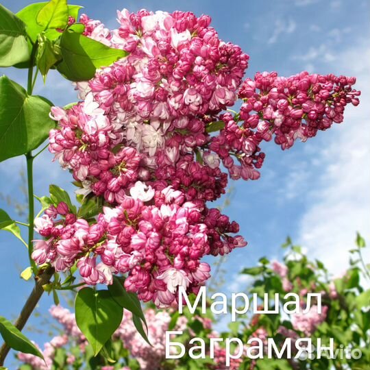 Саженцы сортовой сирени