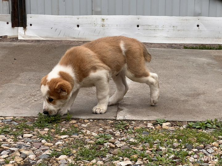 Щенки алабая