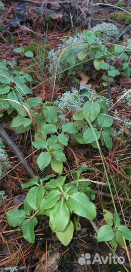 Боровая матка сбор 2023