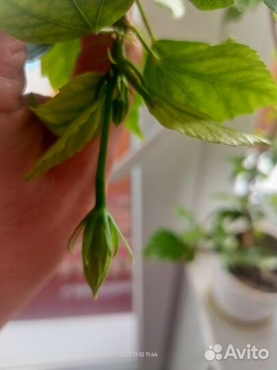 Гибискус китайская роза