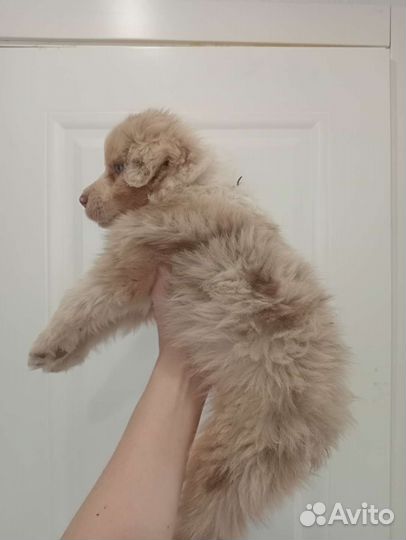 Щенки австралийская овчарка Аусси продаются