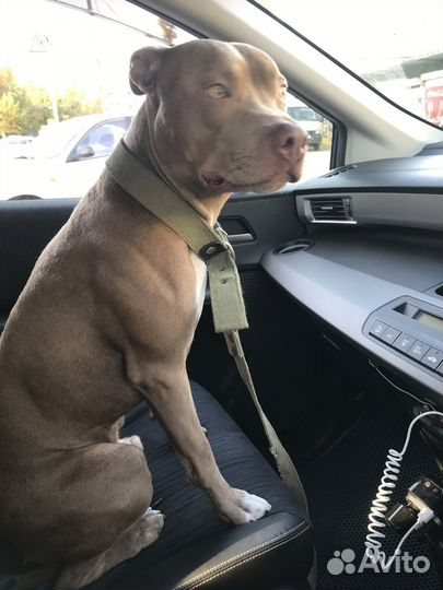 Питбуль вязка