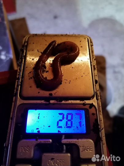 Черви на рыбалочку