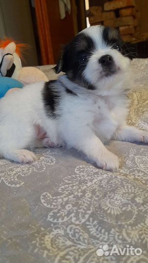 Щенки чихуахуа