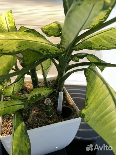 Диффенбахия со светлыми листьями