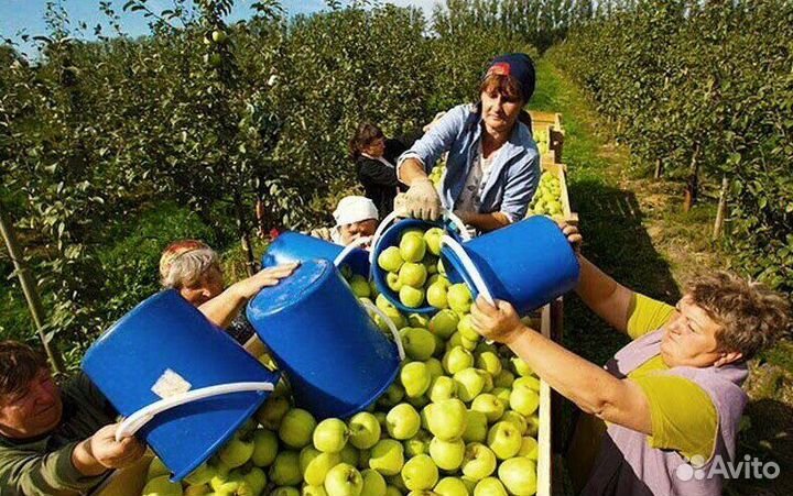 Сборка яблок с проживанием