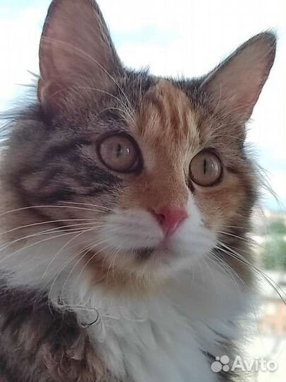 Котята курильский бобтейл