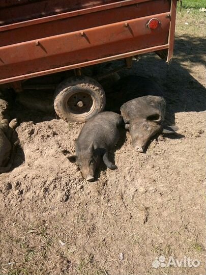 Поросята мангалицы на племя