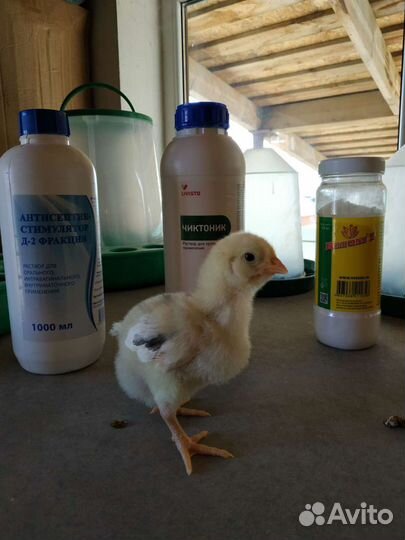 Цыплята бройлеров