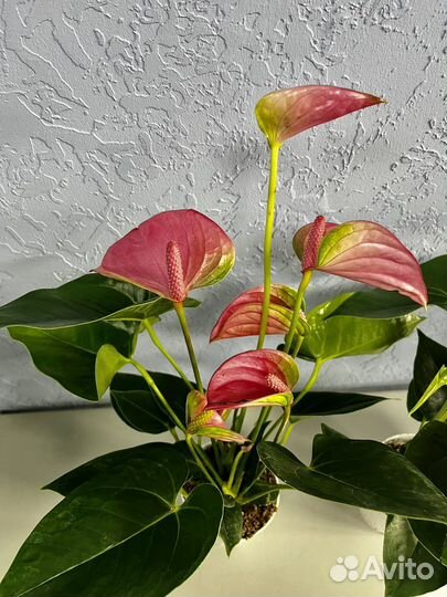 Антуриум Пинк чемпион