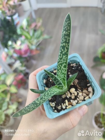 Цветы комнатные