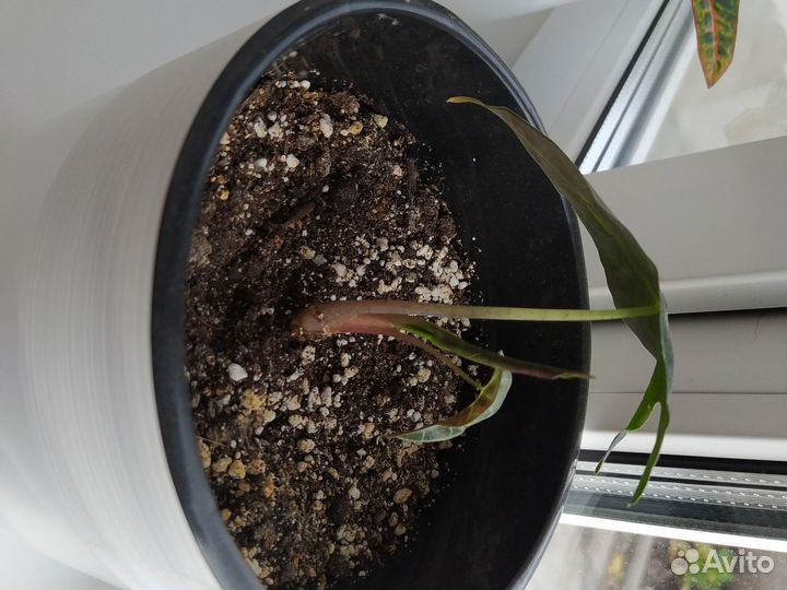 Алоказия фикус кротон