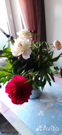 Пионы розовые, бледно-розовые, красные, фуксия