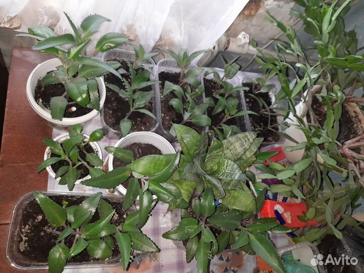 Саженцы дегремона каланхое