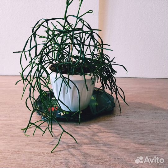 Комнатные цветы Хатиора (рипсалис) взрослая