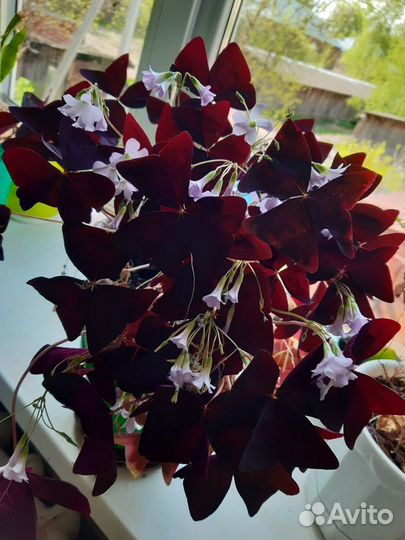 Комнатные цветы и черенки в ассортименте