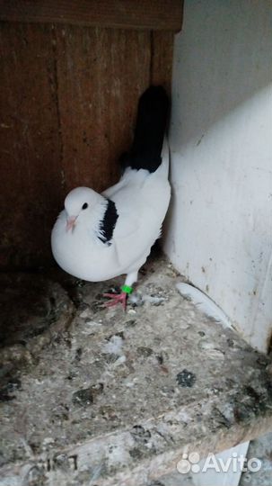 Декоративные птицы