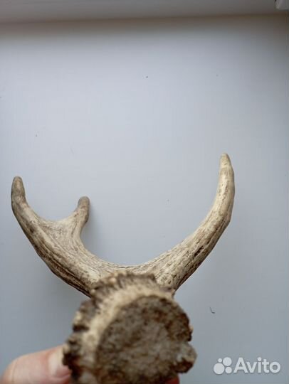 Рога лося