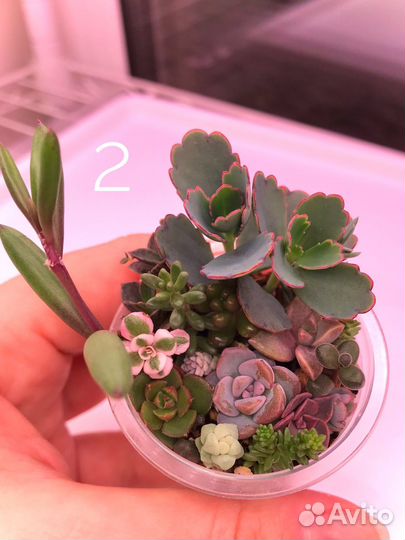 Садик из суккулентов (10+ видов)