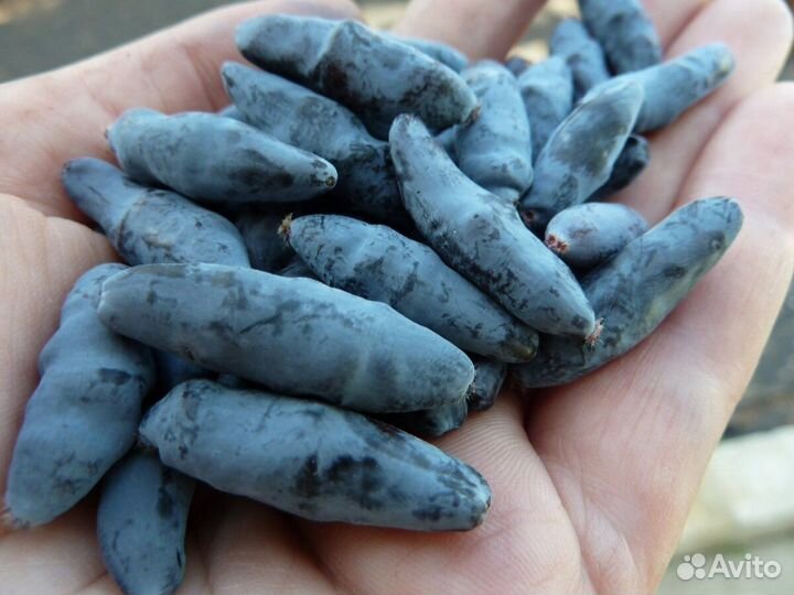 Саженцы жимолости