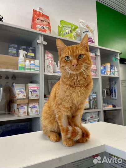 Усыпление животных Ветеринарная помощь Кастрация