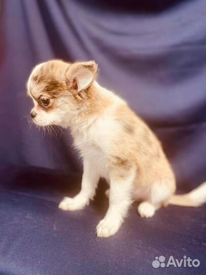 Девочки чихуахуа