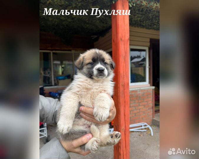 Отдаю щенков Лайка