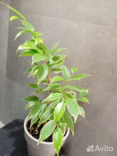 Фикус Саманта