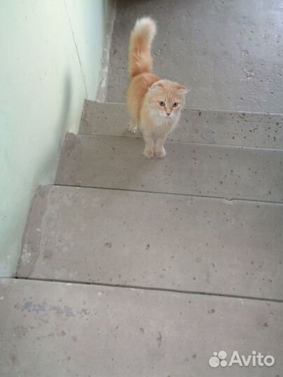 Молодая красивая кошечка ищет дом