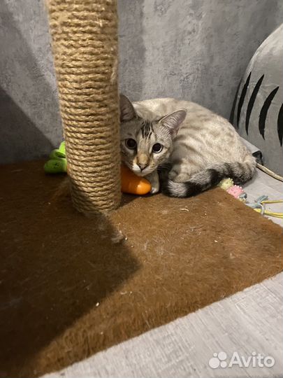 Бенгальская кошечка ищет жениха